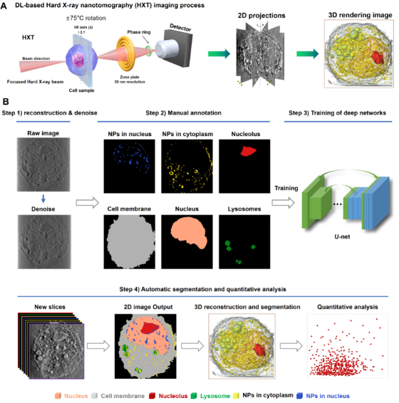 人工智能賦能納米分辨CT表征技術，驅動新型納米藥物與細胞技術研發新紀元